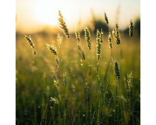 Thumbnail of project 'Prairie Branding' highlighting natural earthy design